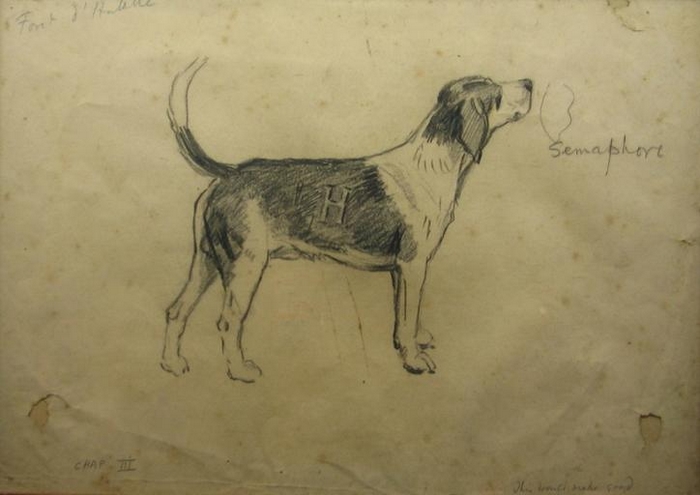 Sémaphore, chien de l'équipage Lyons-Halatte - Vers 1900 - © Joconde -  Senlis - Musée de la Vénerie